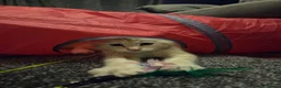 Maine Coon cats for sale: Maine Coon cross kitten ready to go in Gosport - Advert 5