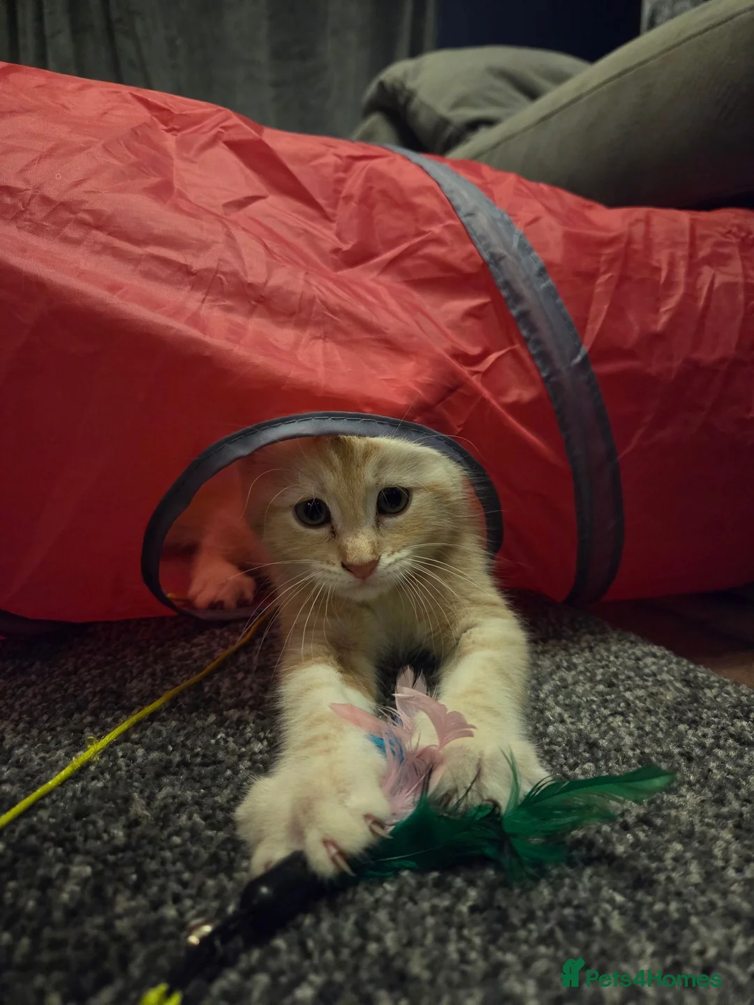 Maine Coon cats for sale: Maine Coon cross kitten ready to go in Gosport - Advert 5