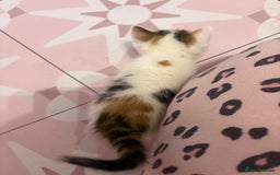 Bengal cats for sale: Bengal mix   in Manchester - Image 23