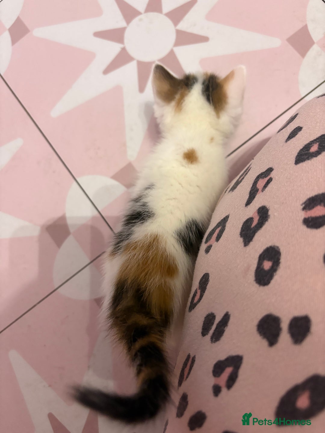 Bengal cats for sale: Bengal mix   in Manchester - Image 23