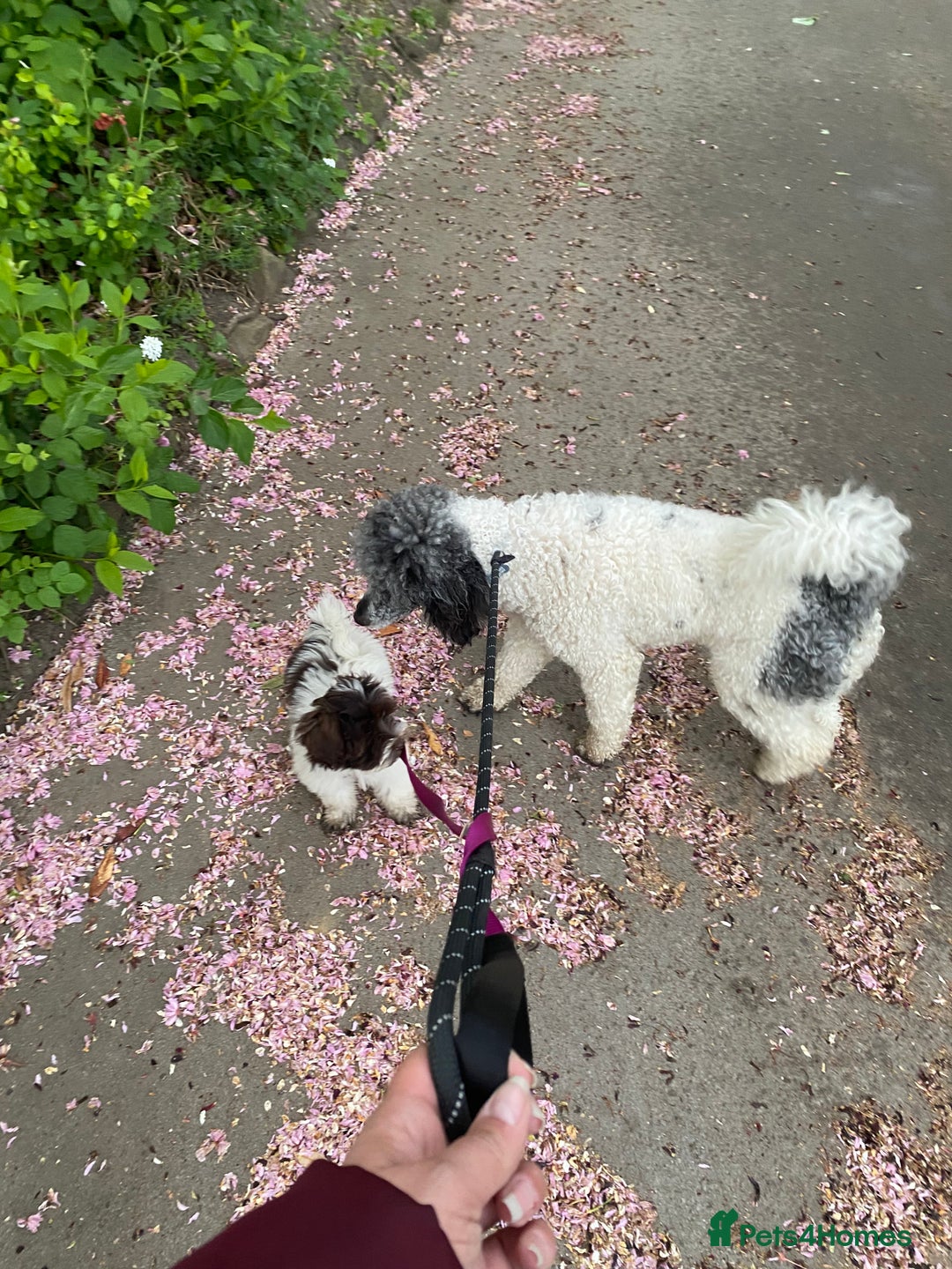 Poodle dogs for sale: Beautiful female merle parti poodle  - Advert 6