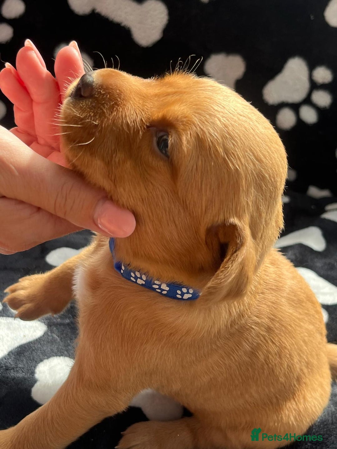 Labrador Retriever dogs for sale: 🐾 Beautiful Labrador Puppies🐾 - Image 5