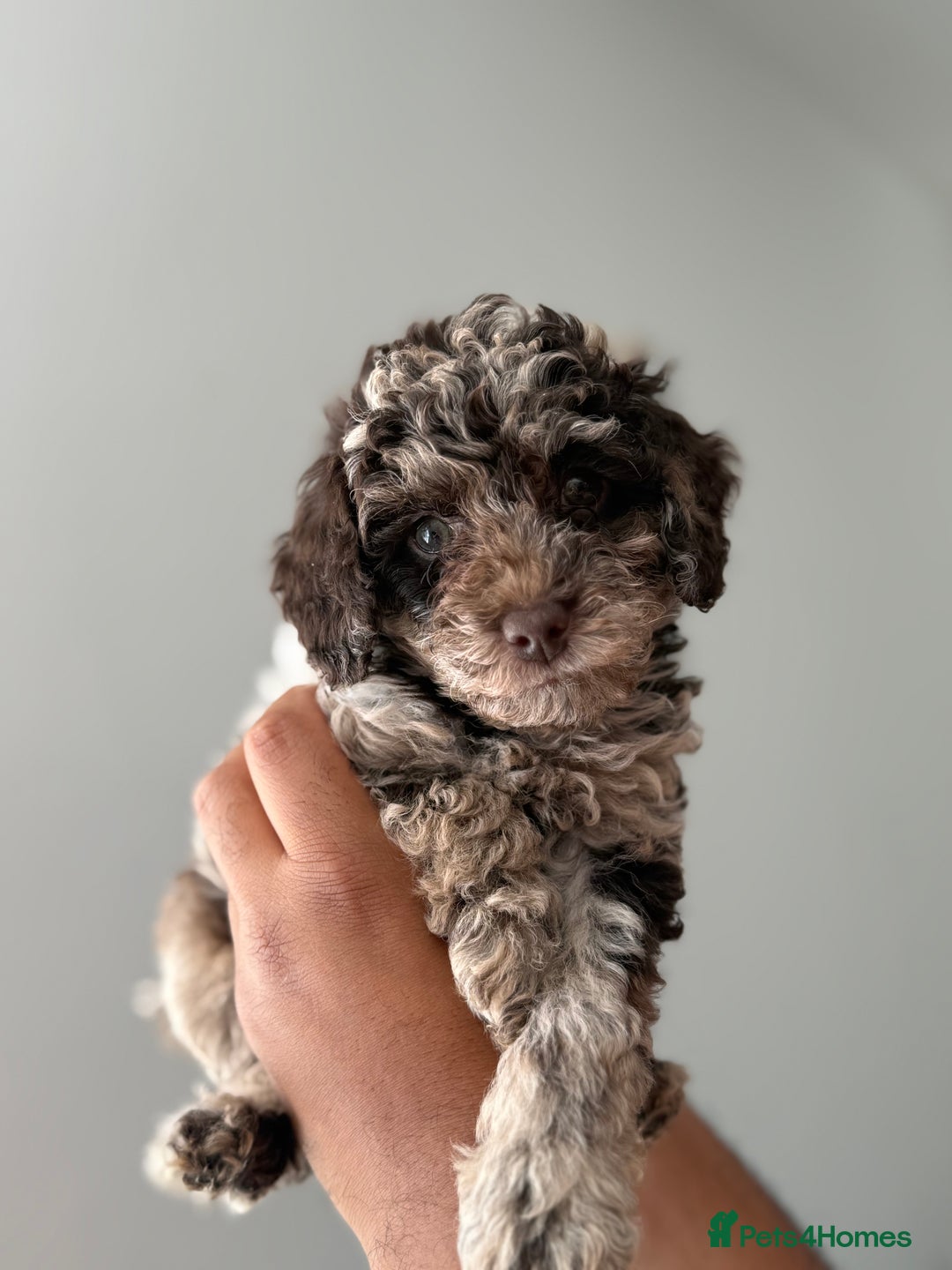 Cavapoo dogs for sale: Adorable Cavapoo Puppies – Ready for Loving Homes - Image 11