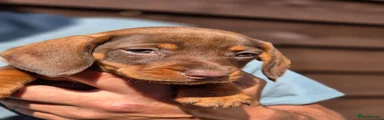 Dachshund 5