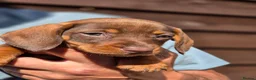 Dachshund dogs for sale: Wirehaired dachshund teckel pups in Crook - Advert 6