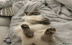 Ragdoll cats for sale: Female ragdoll 6 years old  - Image 7