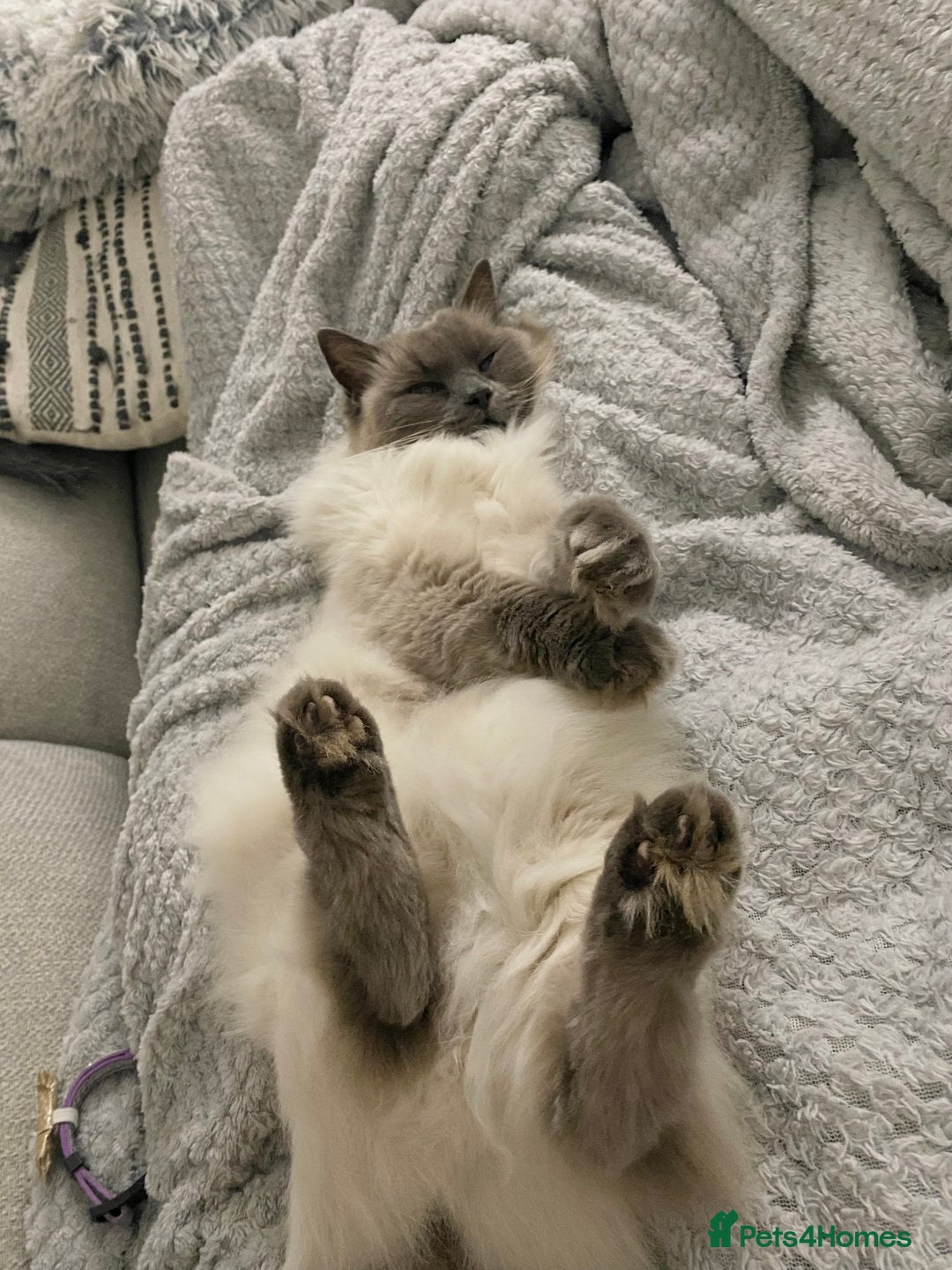 Ragdoll cats for sale: Female ragdoll 6 years old  - Image 7