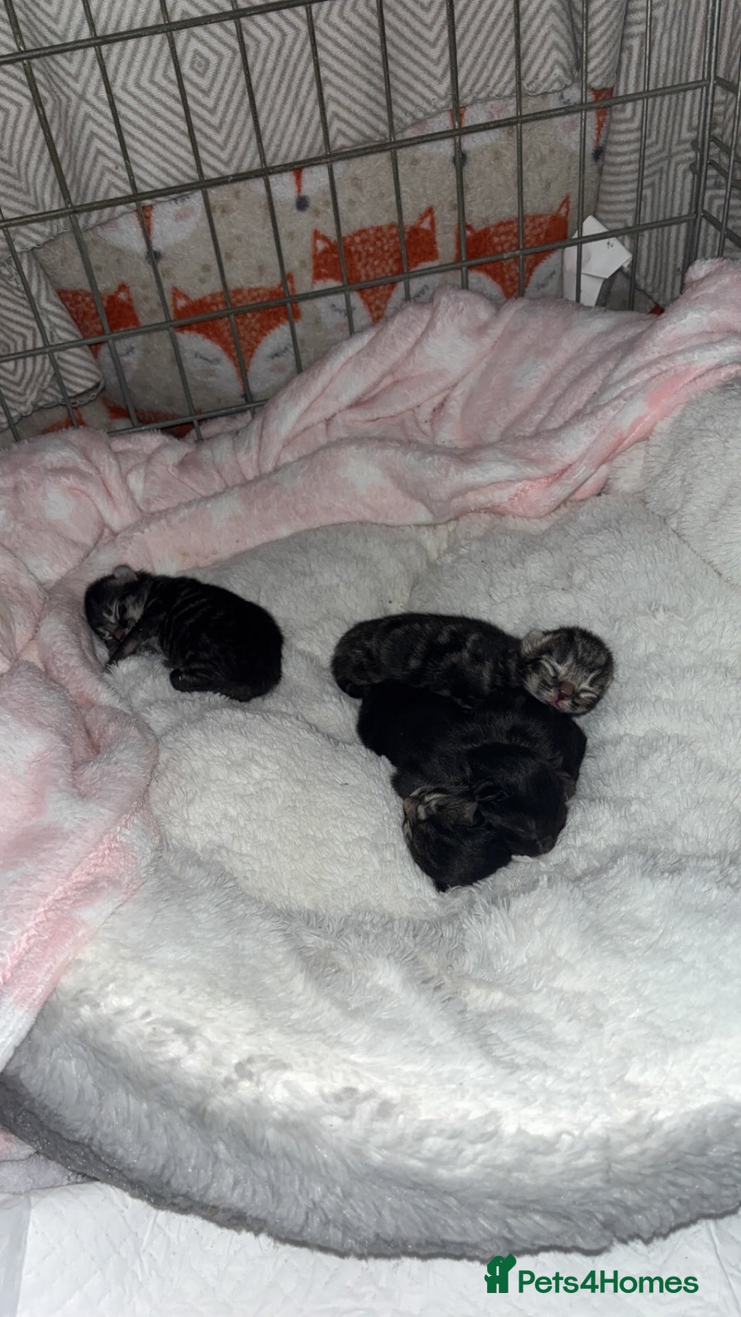 British Longhair cats for sale: Kittens for sale  - Image 16