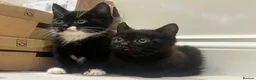 Mixed Breed cats for sale: 😍 3 Adorable Black & Tuxedo Kittens 🐈‍⬛💕 - Advert 25