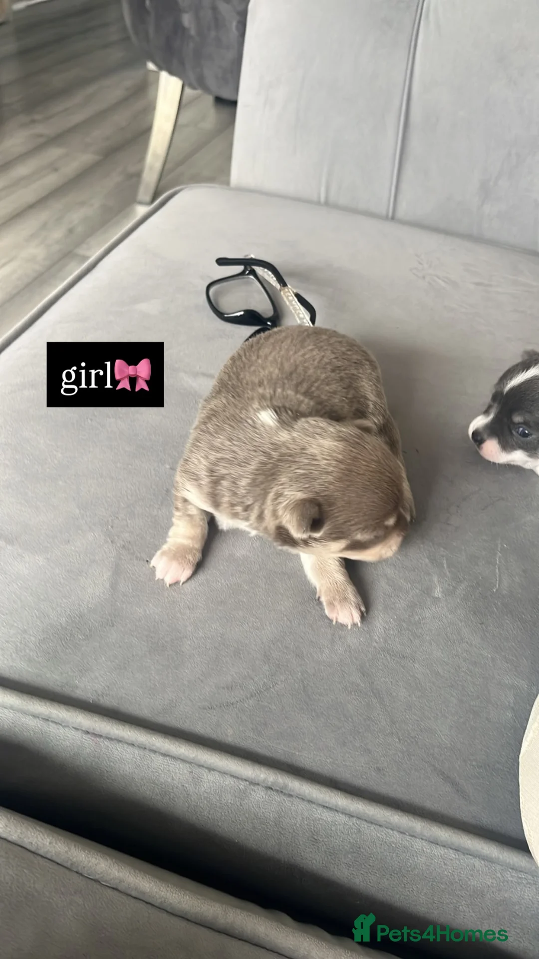 Chihuahua dogs for sale: gorj chihuahua pups ready for 🏡 - Advert 2