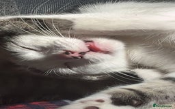 Mixed Breed cats for sale: Cats looking for a new home - not £50  - Image 3