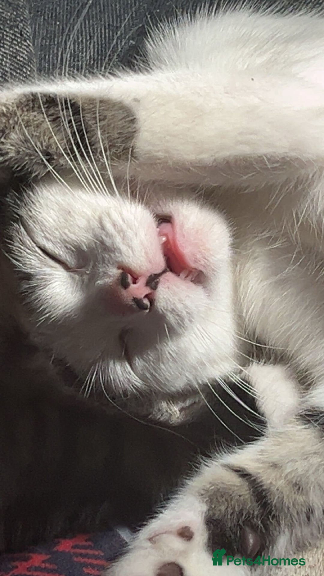 Mixed Breed cats for sale: Cats looking for a new home - not £50  - Image 3