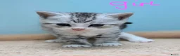 British Shorthair cats for sale: Gorgeous British Shorthair Cross kittens - Advert 7