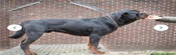 Rottweiler dogs for sale: 4 Gorgeous Rottweiler Puppies - Advert 26