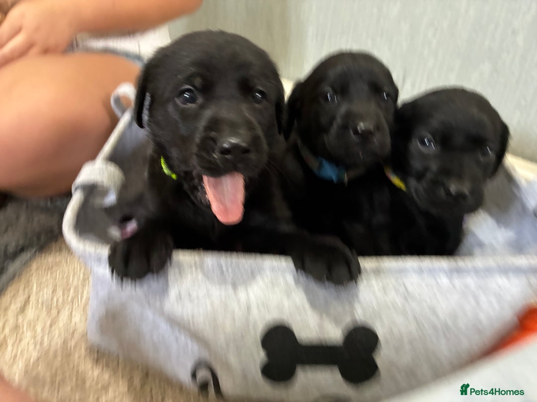 Labrador Retriever dogs for sale: 5 kc Labrador pups  - Image 6