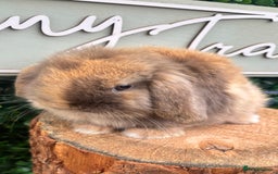 Mini Lop rabbits for sale: 🌟PURE BRED PEDIGREE MINI LOPS🌟 - Image 19