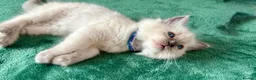 Ragdoll cats for sale: RAGDOLL kittens 3xBOYS, 3xGIRLS - Advert 6