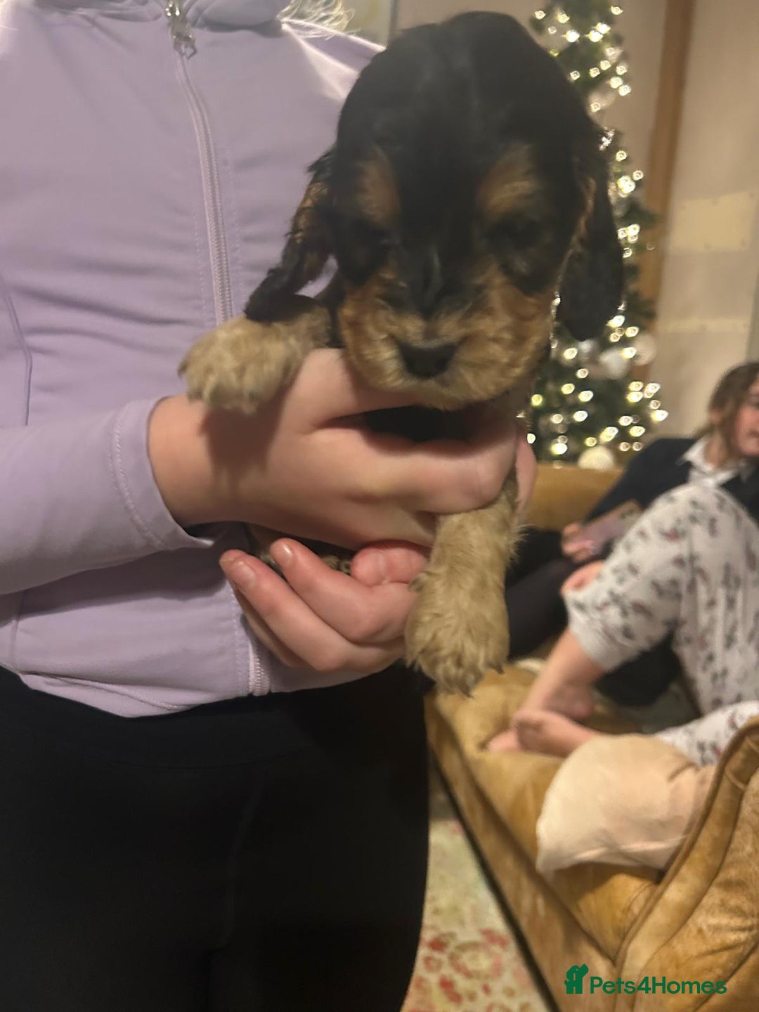 Cocker Spaniel dogs for sale: Princess cockers for sale  - Advert 7