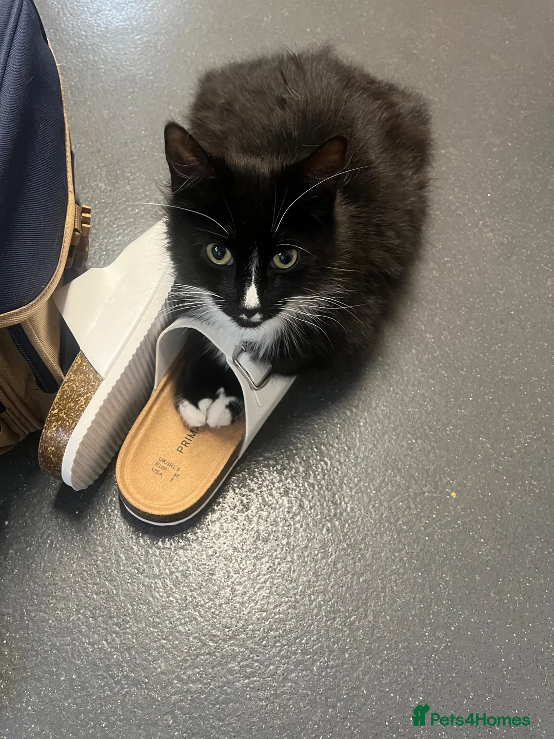 Mixed Breed cats for sale: 1 male - 4 female  - Advert 6