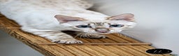Bengal cats for sale: Beautiful Silver Lynx Bengal Kitten - Advert 2