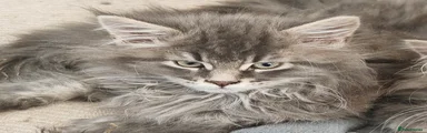 Maine Coon 5