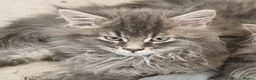 Maine Coon cats for sale: Stunning pedigree Maine coon kittens - Advert 16