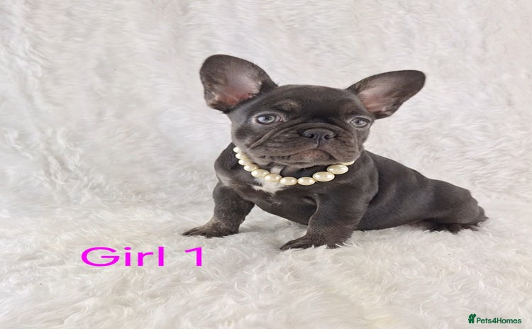 French Bulldog dogs - Advert 7