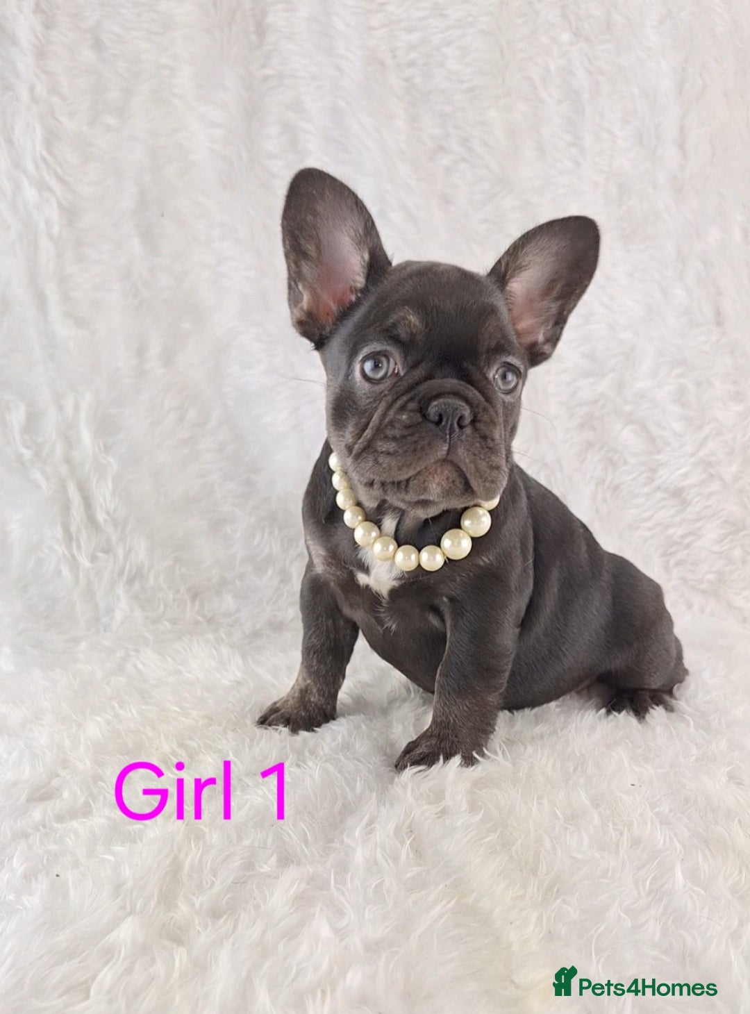 French Bulldog dogs for sale: Classic French Bulldog Puppies  - Image 6