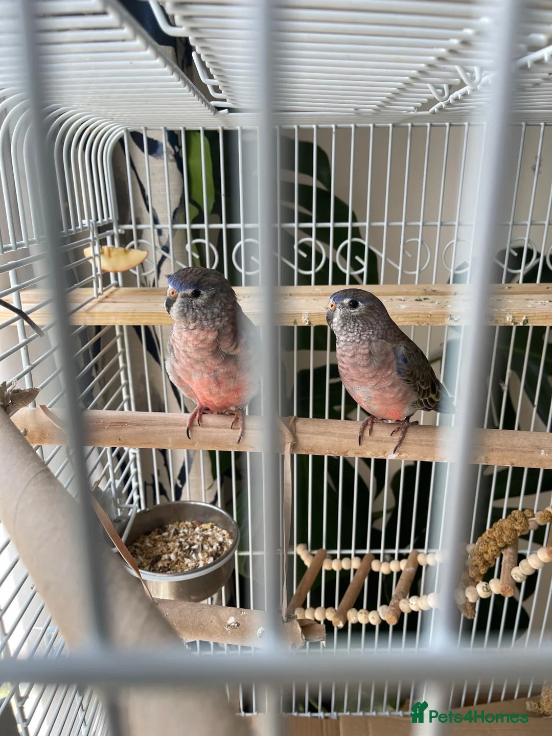 Parakeets birds for sale: Bourke parakeet  in West Molesey - Advert 1