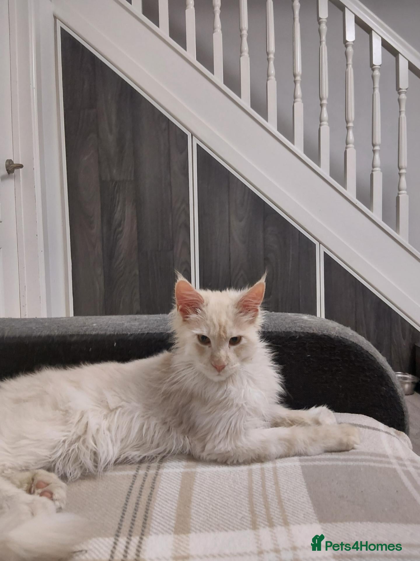 Maine Coon cats Red silver shaded boy - Advert 2