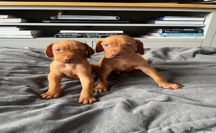 Hungarian Vizsla dogs - Advert 1