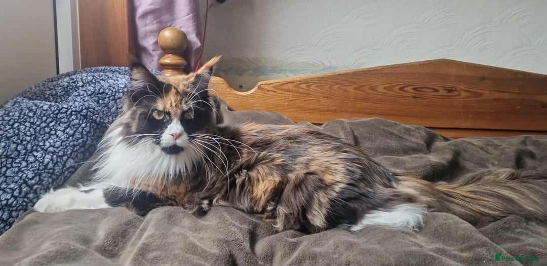 Maine Coon cats for sale: Maine coon  - Image 3