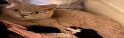 Mixed Breed cats for sale: Adorable Mixed Breed Kittens  - Advert 2