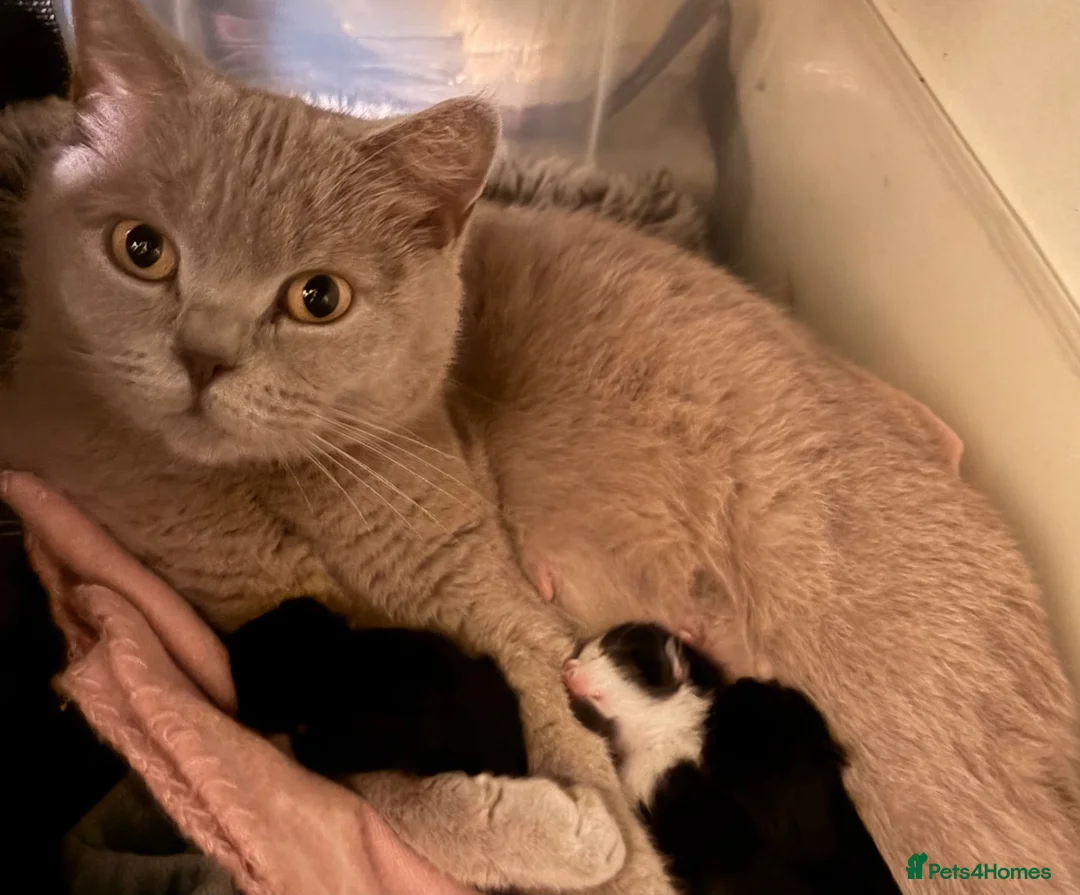 Mixed Breed cats for sale: Adorable Mixed Breed Kittens  - Advert 2