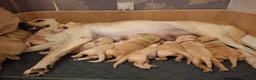 Labrador Retriever dogs for sale: Golden labrador retriever  in Huntingdon - Advert 10