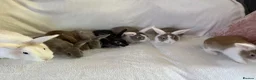 Rex rabbits for sale: Baby Rex’s  - Advert 4