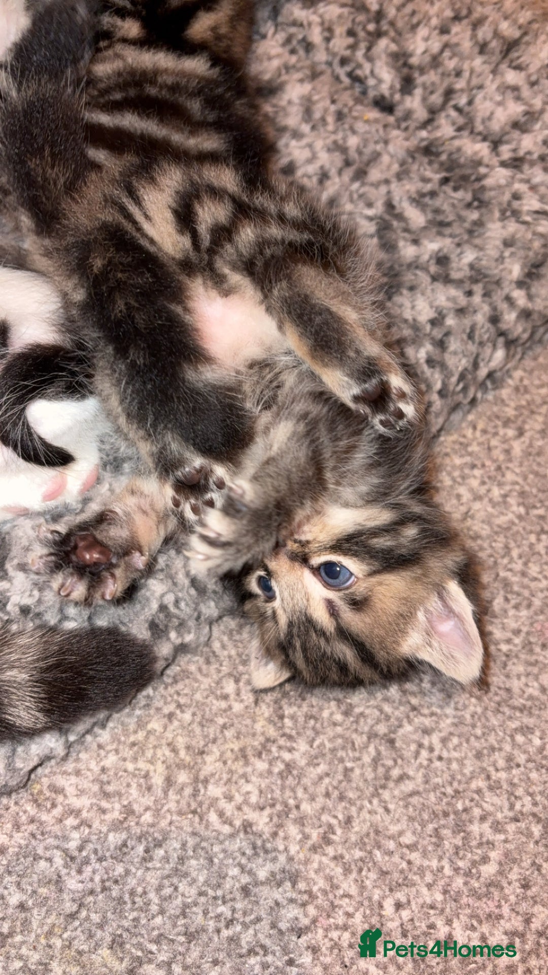 Mixed Breed cats for sale: Stunning litter of 4  - Advert 6
