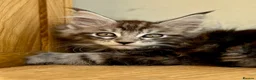 Maine Coon cats for sale: Beautiful Maine Coon kittens - Advert 3