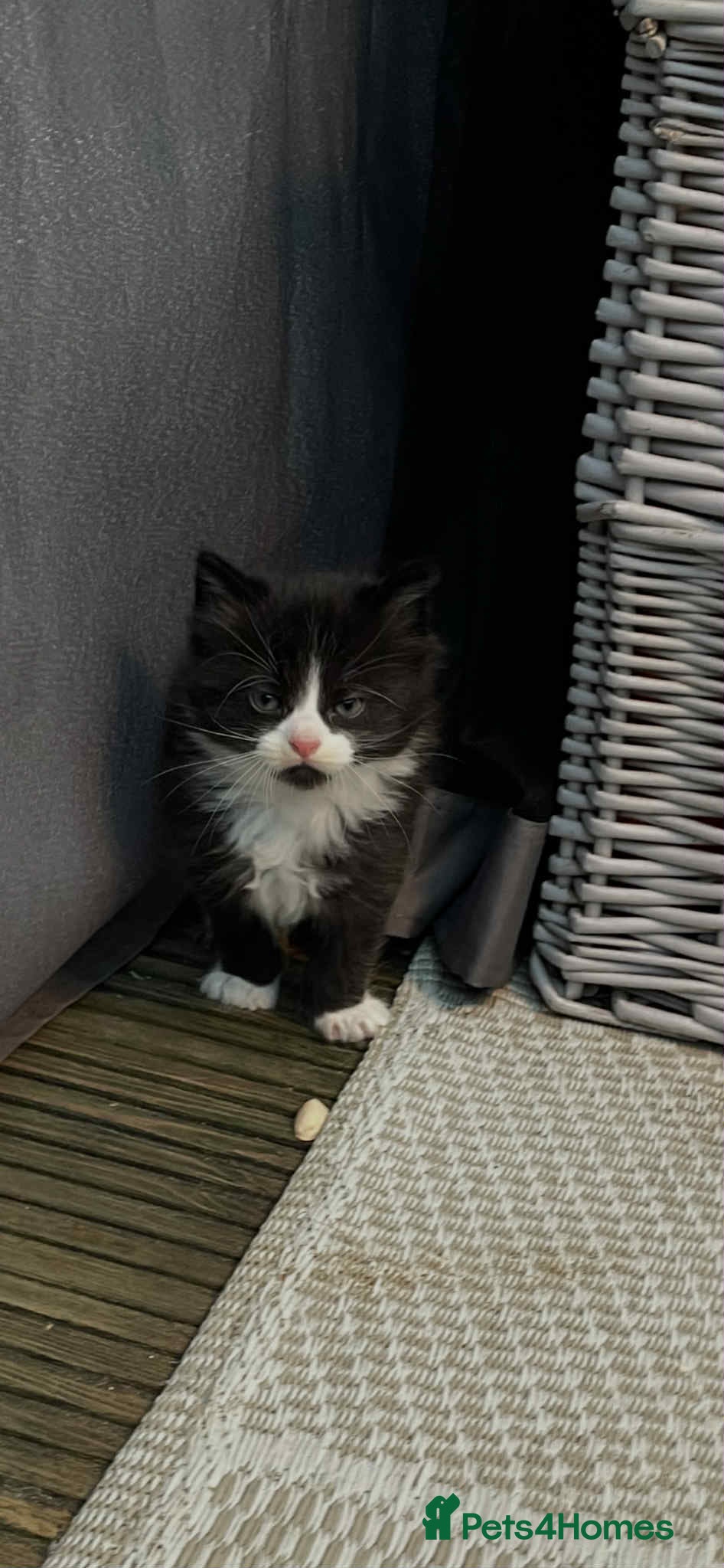 Mixed Breed cats  Lovely boy for sale - Advert 1