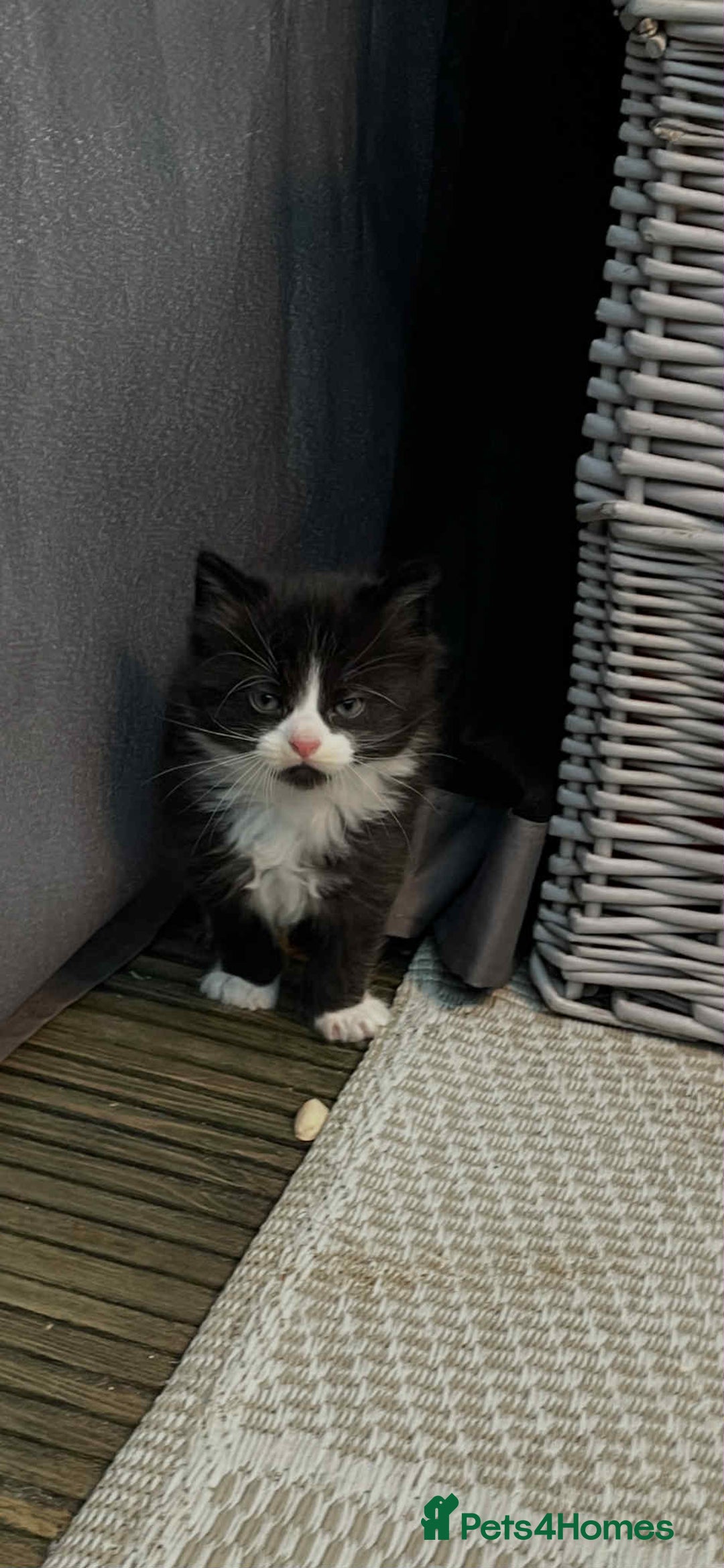 Mixed Breed cats for sale:  Lovely boy for sale - Advert 1