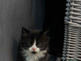 Mixed Breed cats Lovely boy for sale - Advert 3