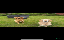 Golden Retriever dogs for stud: HANDSOME 2 YEAR OLD RED STUD - GOLDEN RETRIEVER  - Image 3