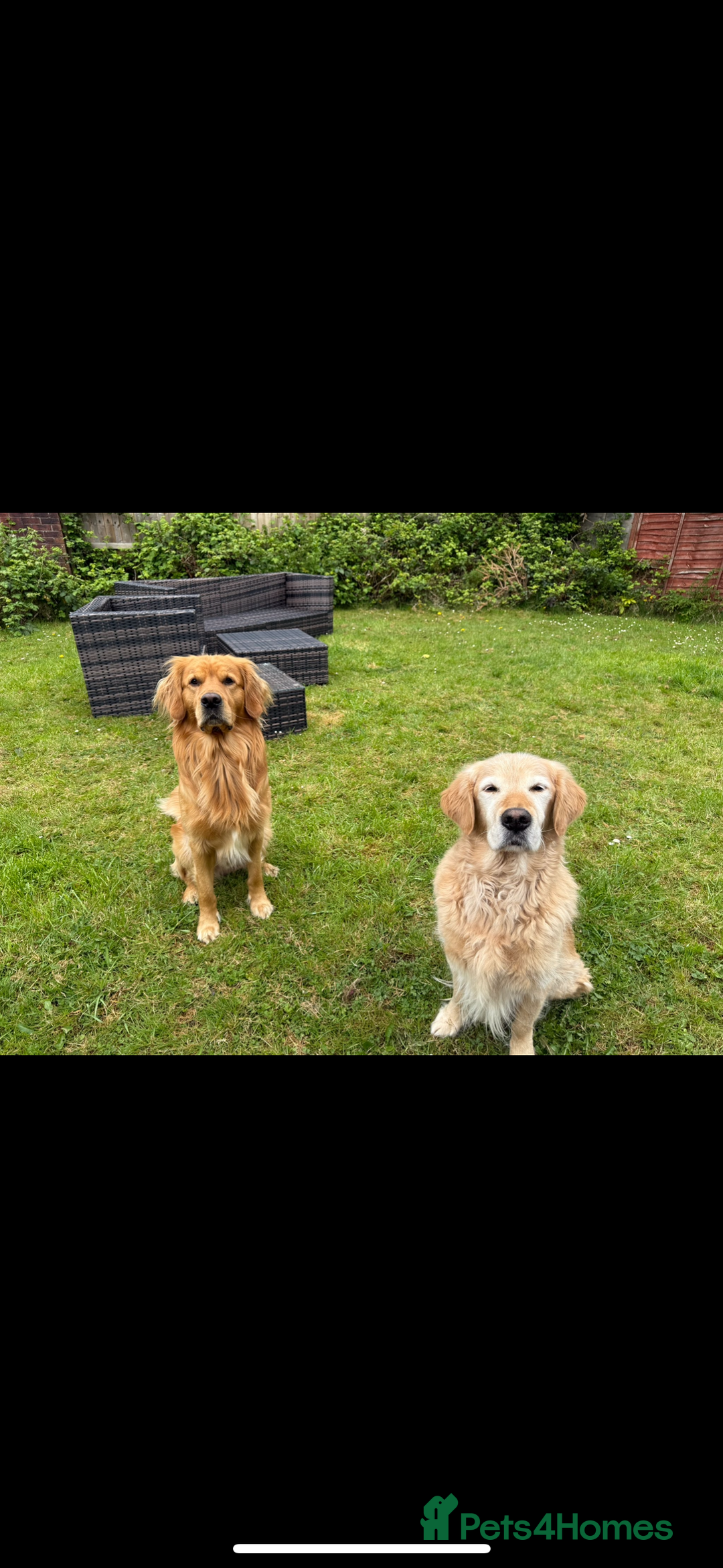 Golden Retriever dogs for stud: HANDSOME 2 YEAR OLD RED STUD - GOLDEN RETRIEVER  - Image 3