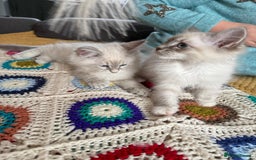 Siberian cats for sale: Siberian Neva Masquerade - Image 7
