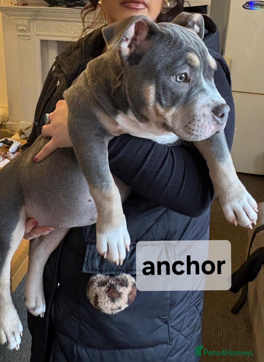 American Bully dogs for sale: Blue & lilac tri pocket bully’s  - Advert 31