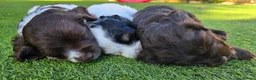 Cocker Spaniel dogs for sale: Working cocker spaniel puppies in Radstock - Advert 1