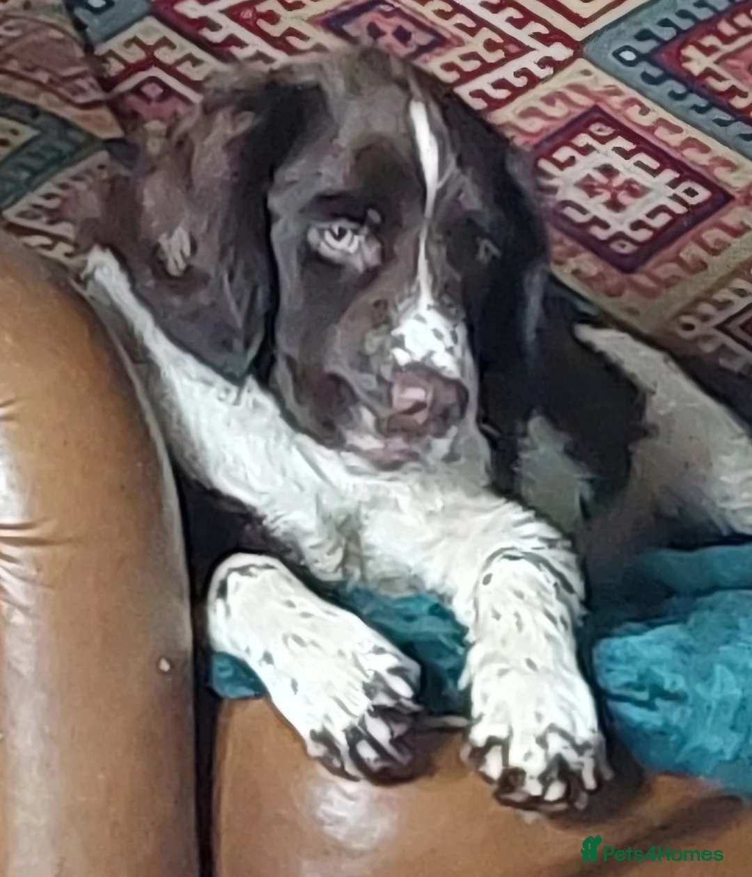 English Springer Spaniel dogs for sale: Stunning male Springer Pup for sale - Advert 4