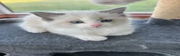 Ragdoll cats for sale: Beautiful GCCF Lilac/Blue Mitted kittens 🥇🐾 - Advert 9