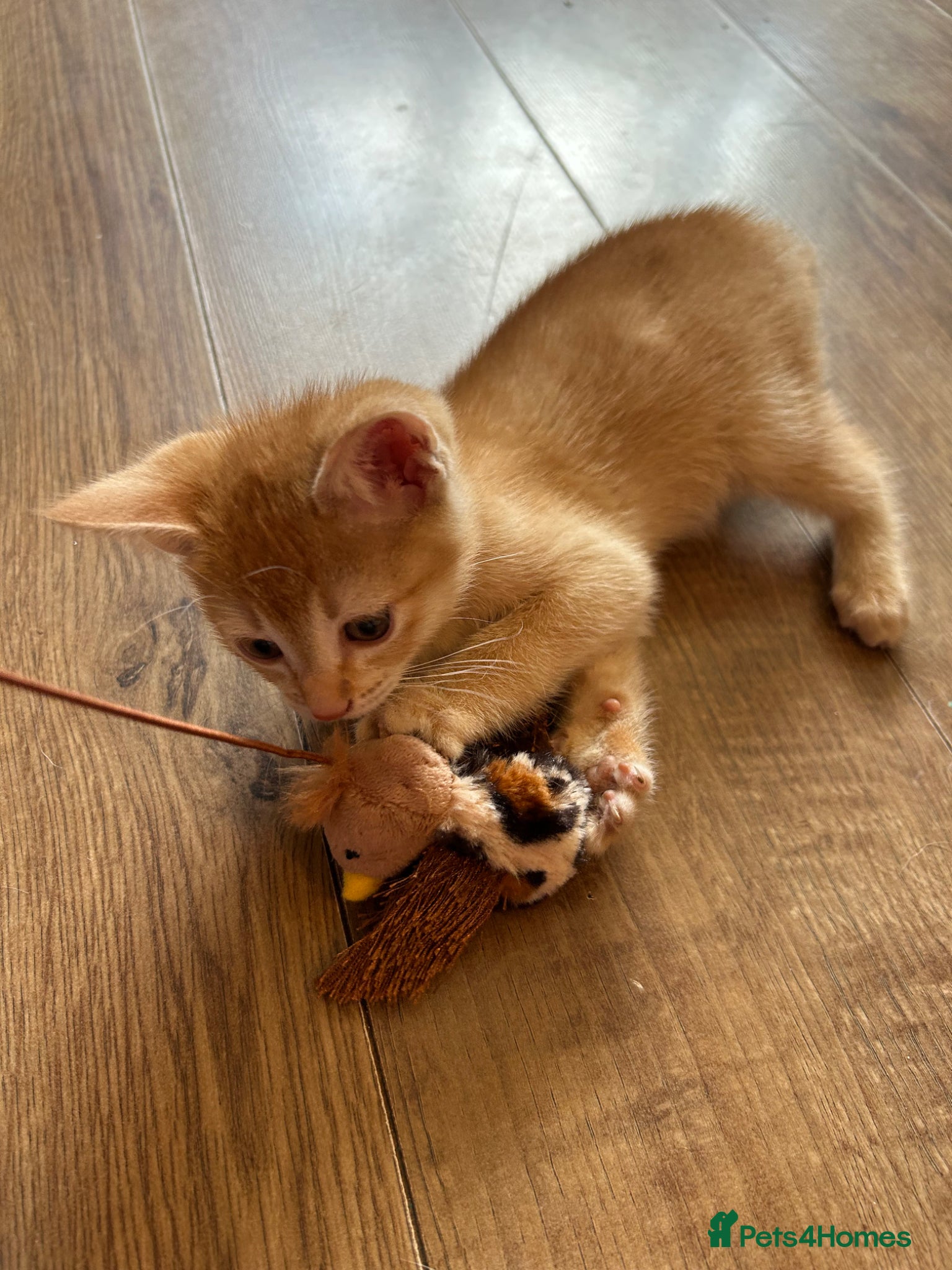 Mixed Breed cats for sale: 🚨GORGEOUS KITTENS READY TO LEAVE 🚨 - Advert 14