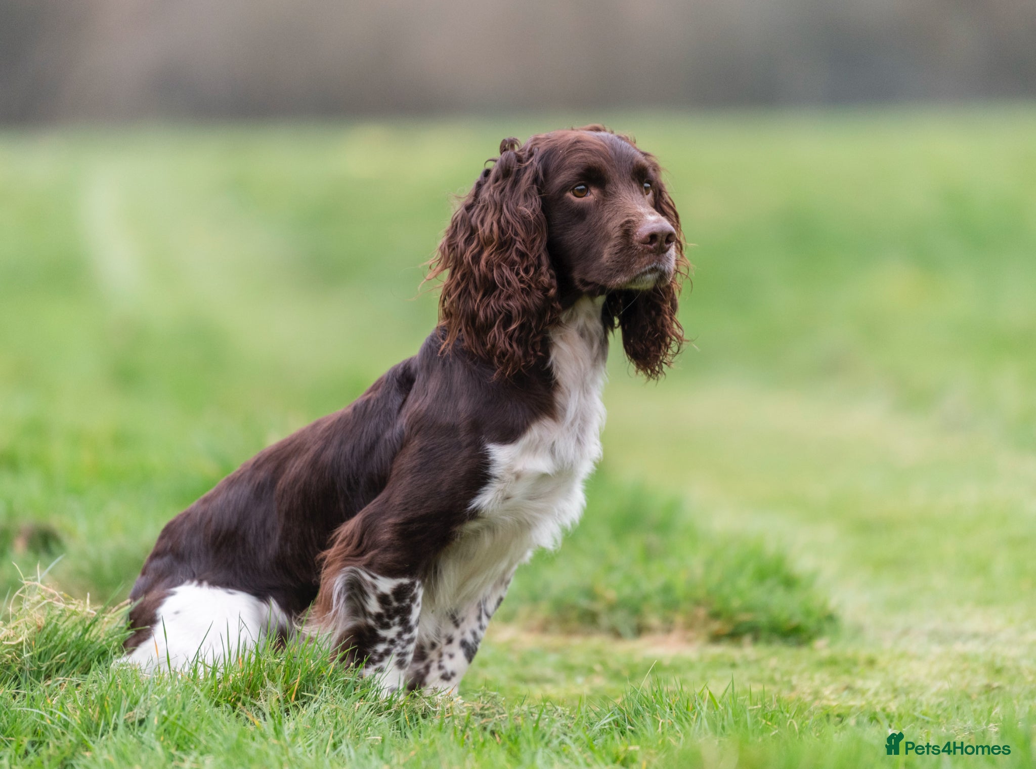 English Springer Spaniel dogs Fully health tested stud, Pippenmoor Red Flame - Advert 9